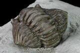 Huge, Wide Enrolled Flexicalymene Trilobite - Ohio #135532-4